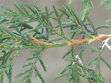 Cupressus arizonica